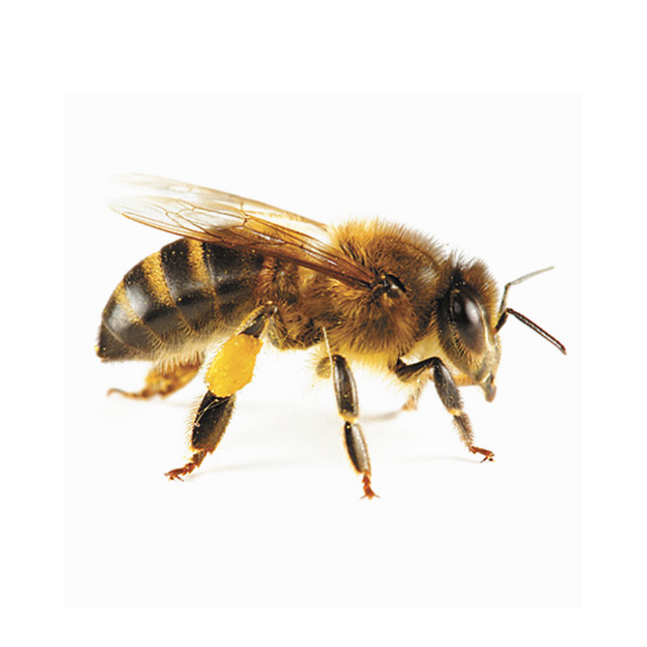 difference between wasps and bees